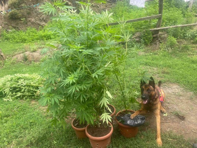 Mısır Tarlasında 49 Kök Kenevir Ele Geçirildi