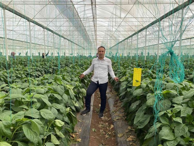 Kaliforniya Biberinde Ürün Açığını Burdurlu Üreticiler Kapatacak