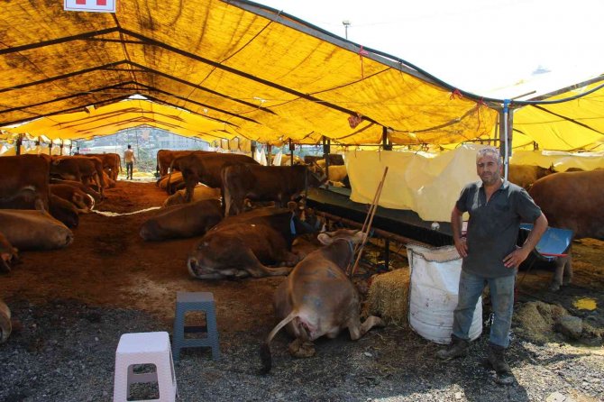 Göle Ti̇gem, İ̇stanbul’a Bin Büyükbaş Kurbanlık Getirdi