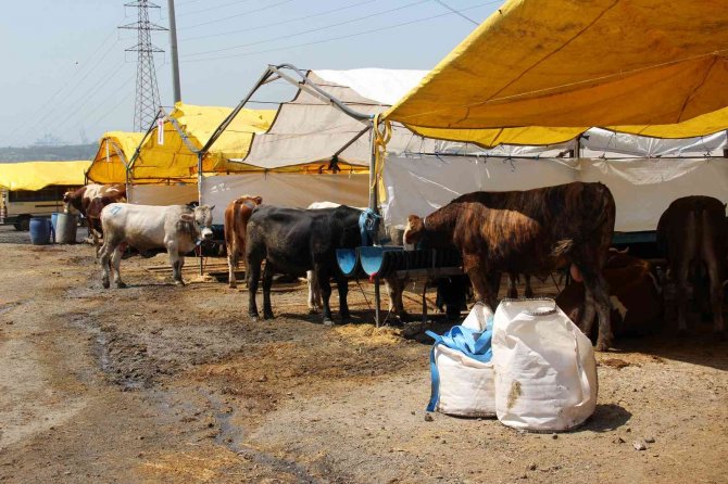 Göle Ti̇gem, İ̇stanbul’a Bin Büyükbaş Kurbanlık Getirdi