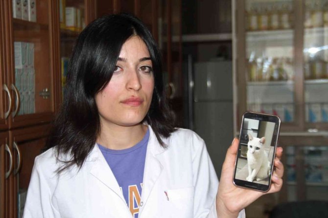 Sokak Sokak Aradığı Kayıp Kedisine Sonunda Kavuştu