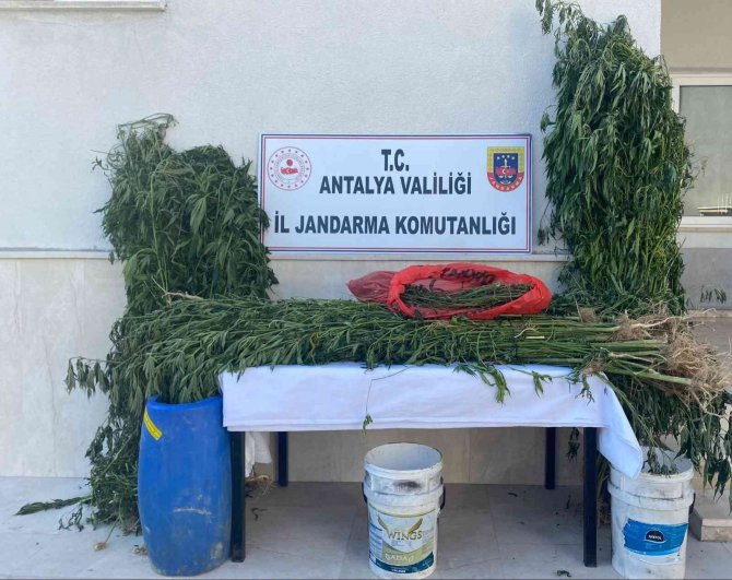 Sazlıklar Arasında Kenevir Üretimine Jandarma Baskını