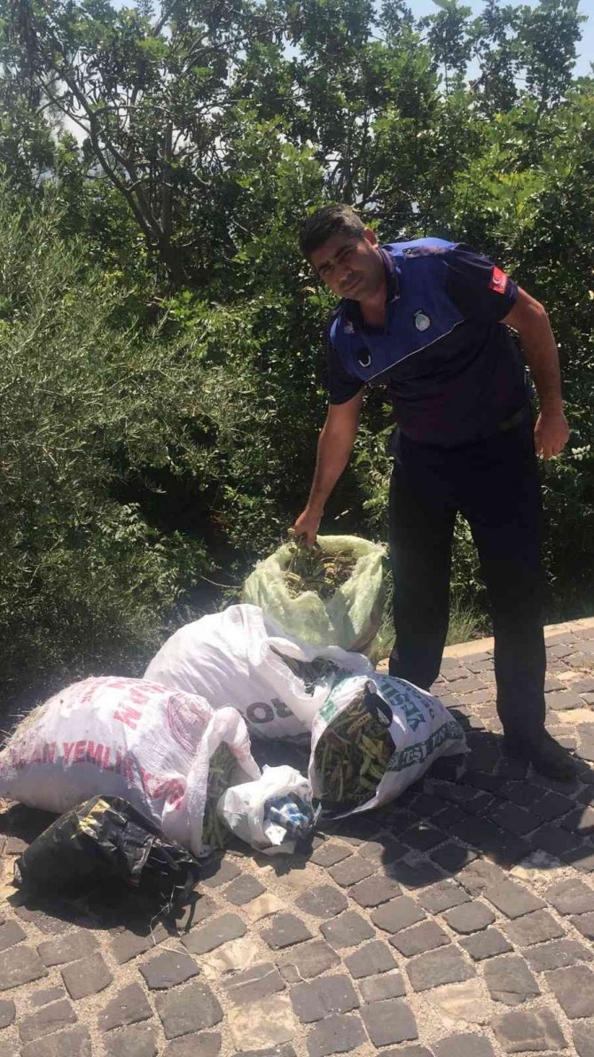 Kozan Kalesi’nde İzinsiz Harnup Toplayanlar Güvenliğe Yakalandı