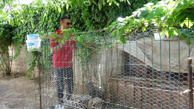 Tavuk Hırsızlarının Rahat Tavrı Pes Dedirtti: Fark Edilince Ev Sahibine El Sallayarak Kaçtılar