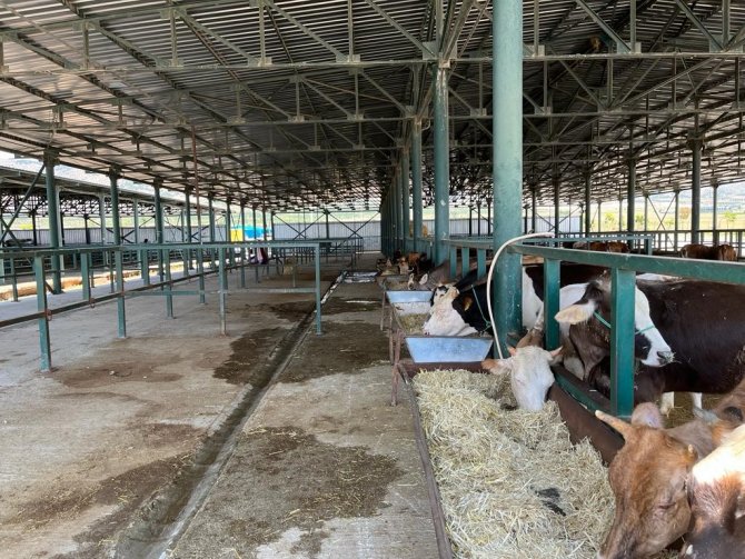 Boş Kalan Hayvan Pazarlarında Umutlu Bekleyiş