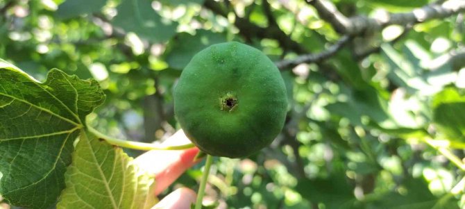 Bu İncirler Yenmiyor, Asılıyor