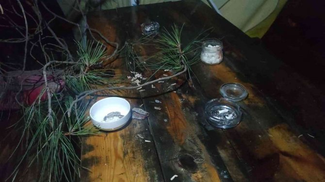 Tonlarca Ağırlığındaki Çam Ağacı Ailenin Üzerine Devrildi