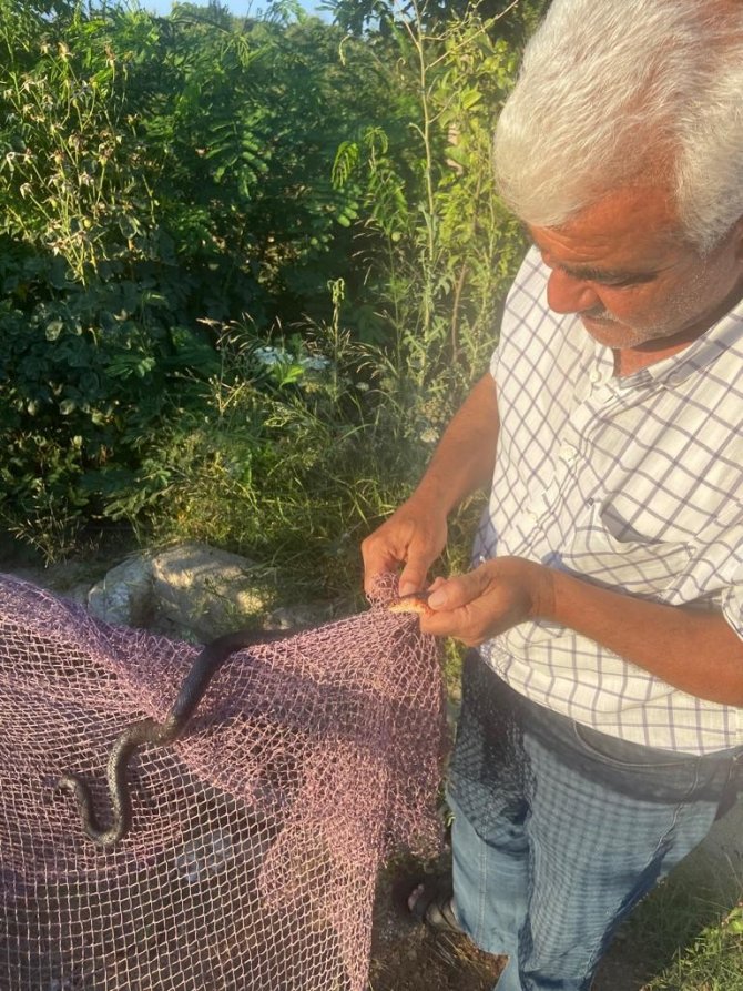 Yanan Ormanların Ardından Manavgat’ta Yılan Hareketliliği