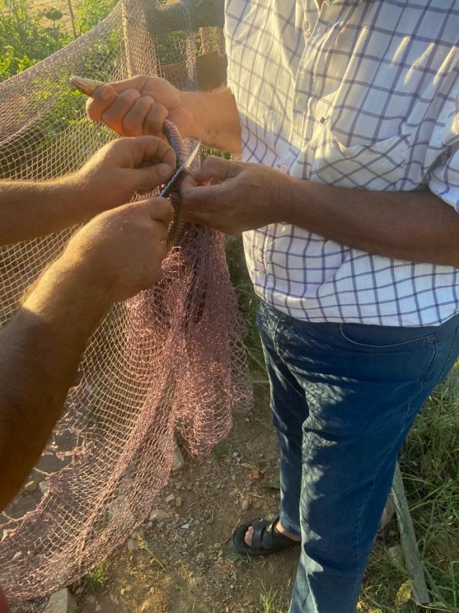 Yanan Ormanların Ardından Manavgat’ta Yılan Hareketliliği