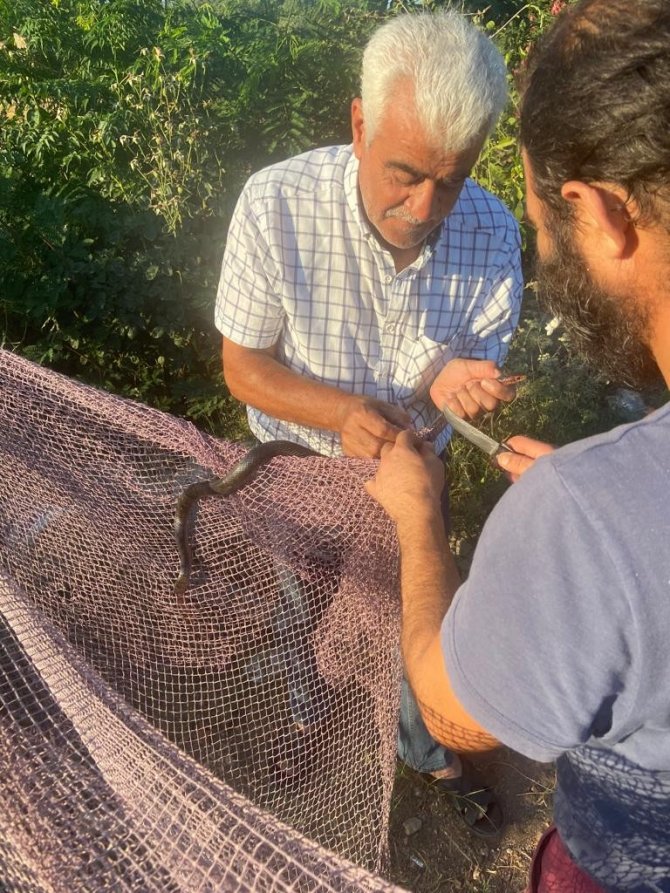 Yanan Ormanların Ardından Manavgat’ta Yılan Hareketliliği