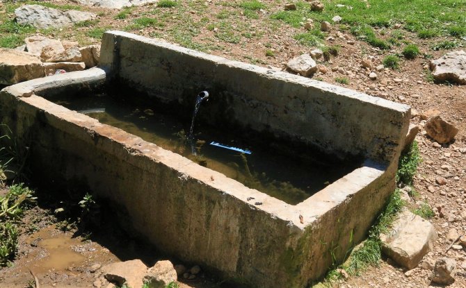 Ardıç Kokulu Su Şifa Dağıtıyor