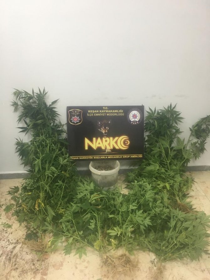 Keşan’da İki Kenevir Bahçesine Polis Baskını