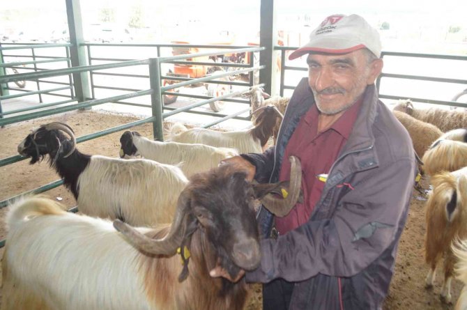 Kurban Bayramı Öncesi Kurbanlıklar Görücüye Çıktı
