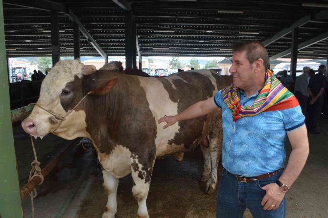 Kurban Bayramı Öncesi Kurbanlıklar Görücüye Çıktı
