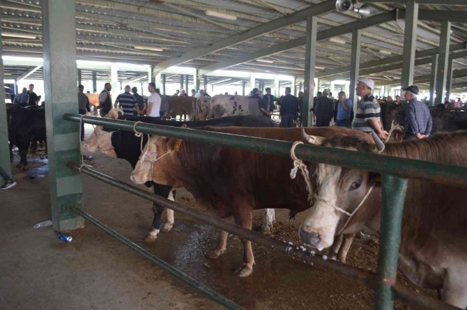 Kurban Bayramı Öncesi Kurbanlıklar Görücüye Çıktı