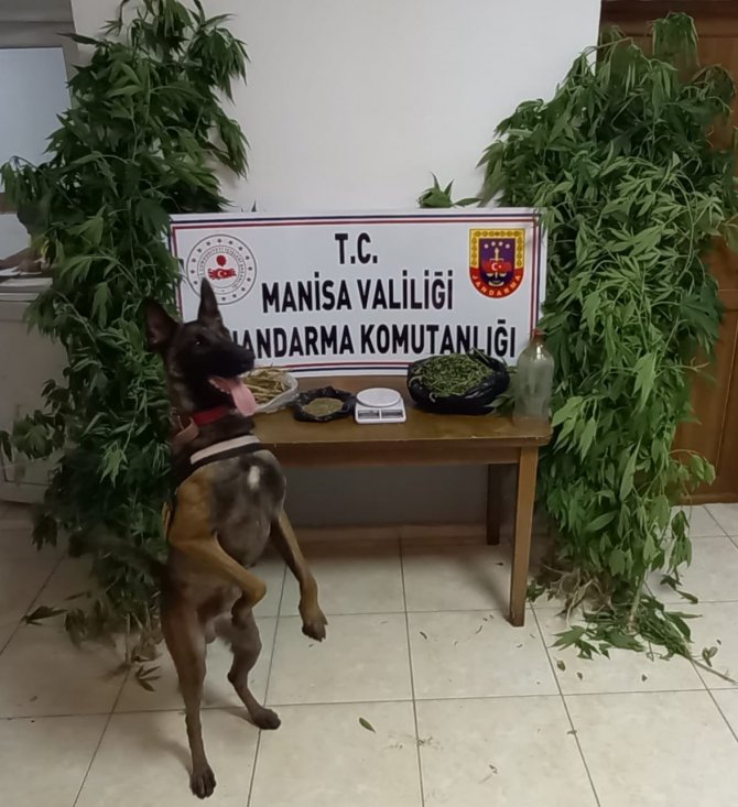 Manisa’da Narkotik Köpek Timi Eşliğinde Kenevir Operasyonu