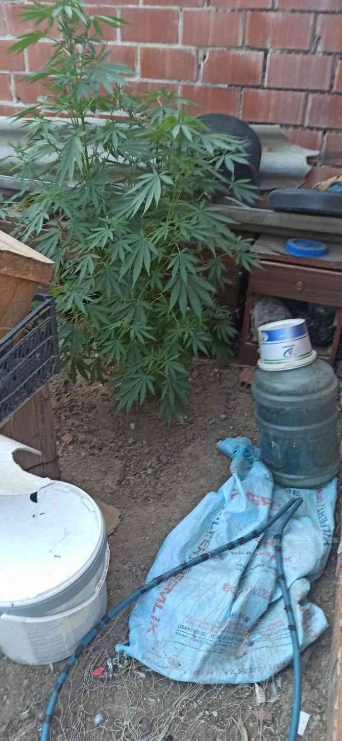 Manisa’da Narkotik Köpek Timi Eşliğinde Kenevir Operasyonu