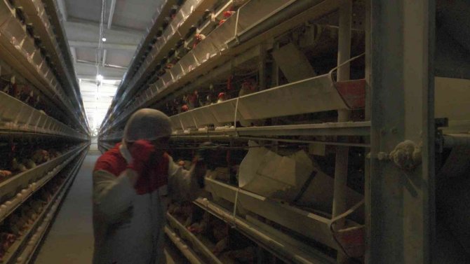 Yumurta Üretimi Durma Noktasında