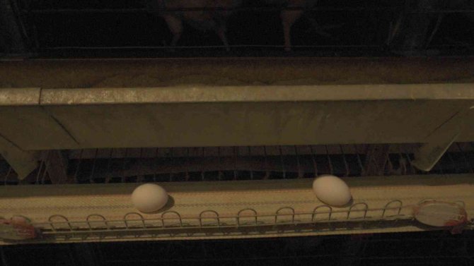 Yumurta Üretimi Durma Noktasında