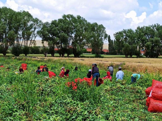 Bin Kilometrelik Yoldan Bezelye Toplamaya Geldiler