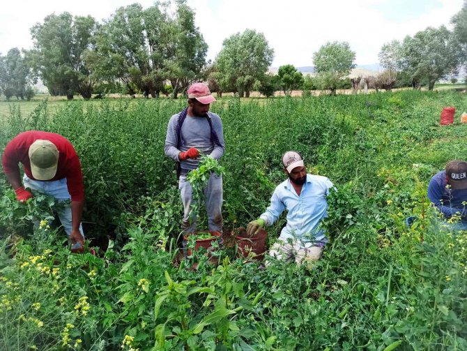 Bin Kilometrelik Yoldan Bezelye Toplamaya Geldiler