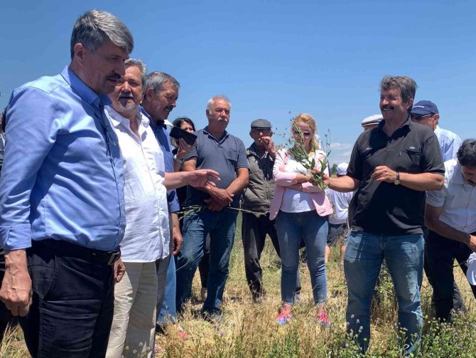 Anadolu’nun Yenilenebilir Bitkisel Enerji Kaynağı ’Pelemir’