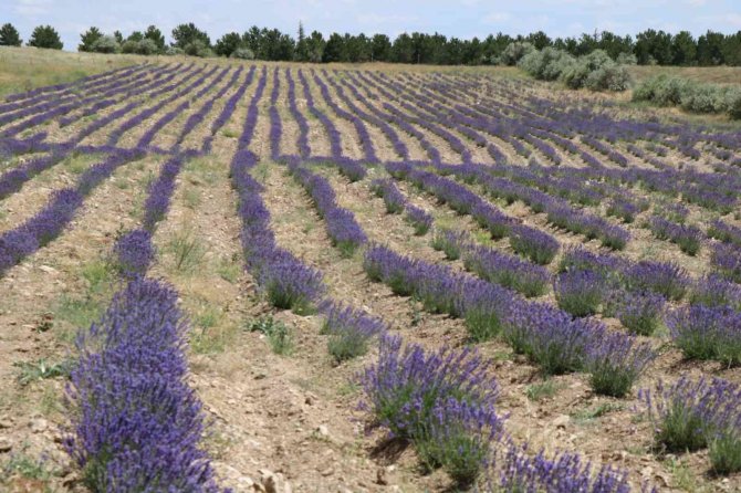 Bozkır Topraklar, Lavanta Bahçeleri Ve Orman Varlığıyla Yeşeriyor