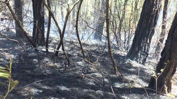 Beykoz Çavuşbaşı’nda Ormanlık Alanda Yangın Çıktı. Olay Yerine Çok Sayıda İtfaiye Ekibi Sevk Edildi. Yangına Havadan Da Helikopterle Müdahale Ediliyor.