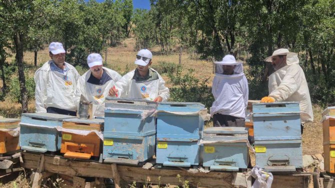 ’Bingöl Bal Arısı’ İle Hem Arı Ölümlerinin Önüne Geçilecek Hem De Kalite Artacak