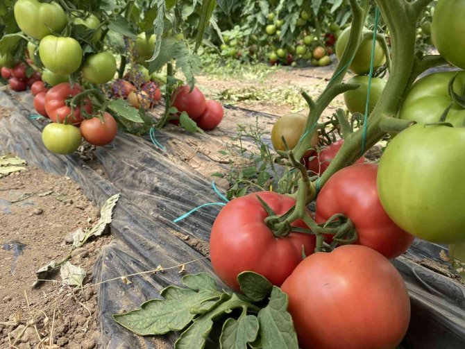 Burdur Yaylalarında Domates Hasadı Başladı