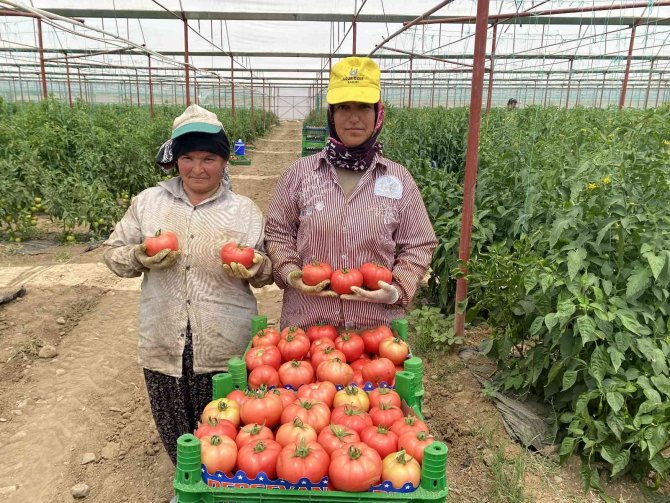 Burdur Yaylalarında Domates Hasadı Başladı