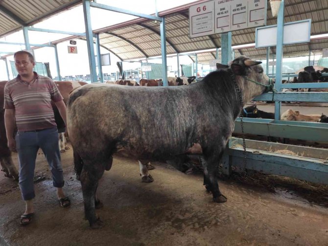 Pazarda Kurbanlık Var Alıcı Yok