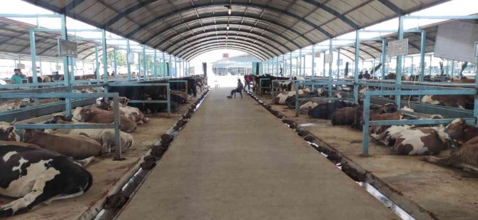 Pazarda Kurbanlık Var Alıcı Yok