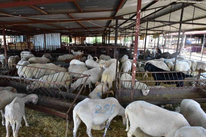 Kepez’in Kurban Pazarları Hazır