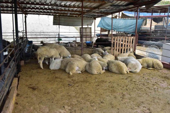 Kepez’in Kurban Pazarları Hazır