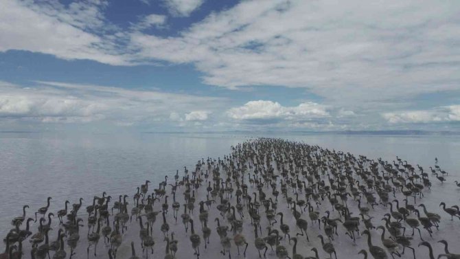 Kuluçkadan Çıkan Binlerce Yavru Flamingo Havadan Görüntülendi