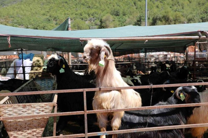 Alanya’da Kapalı Hayvan Pazarı Ve Kurban Satış Yeri Hizmete Girdi