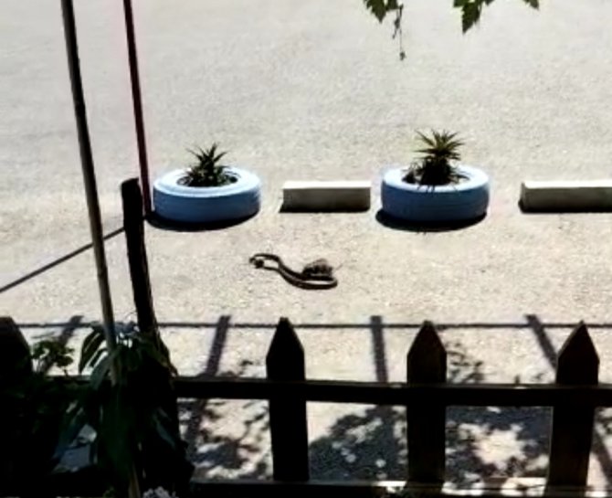 Farenin Yavrusunu Kapan Yılanla Mücadelesi