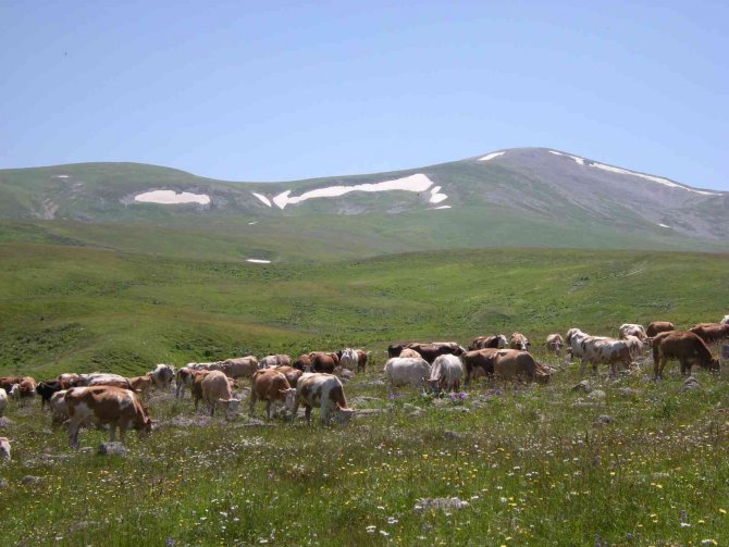 Urema Yaylası Görsel Şölen Oluşturuyor