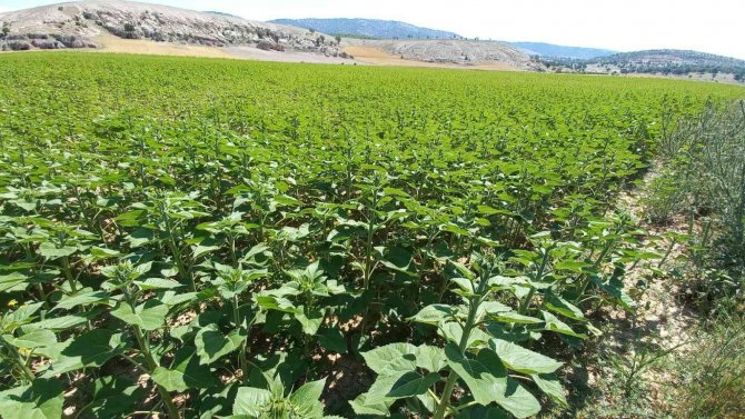 Afyonkarahisar’da Ayçiçeklerde Yüksek Verim Bekleniyor