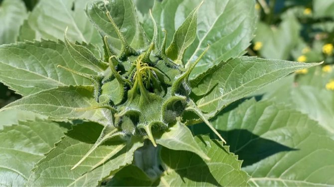 Afyonkarahisar’da Ayçiçeklerde Yüksek Verim Bekleniyor