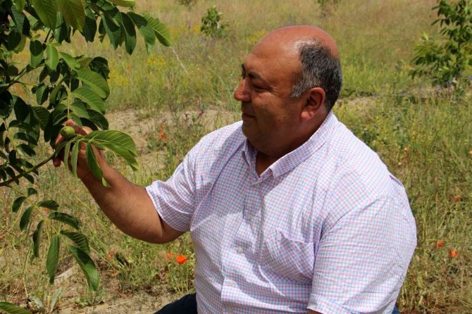 Bu Beldede Her Hanenin Bir Dikili Ağacı Var