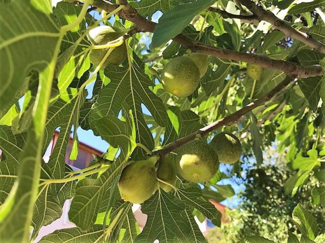 İ̇lekleme İncirde Lezzeti Ve Kaliteyi Yükseltiyor