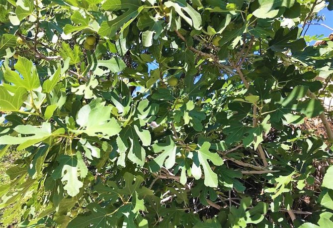 İ̇lekleme İncirde Lezzeti Ve Kaliteyi Yükseltiyor