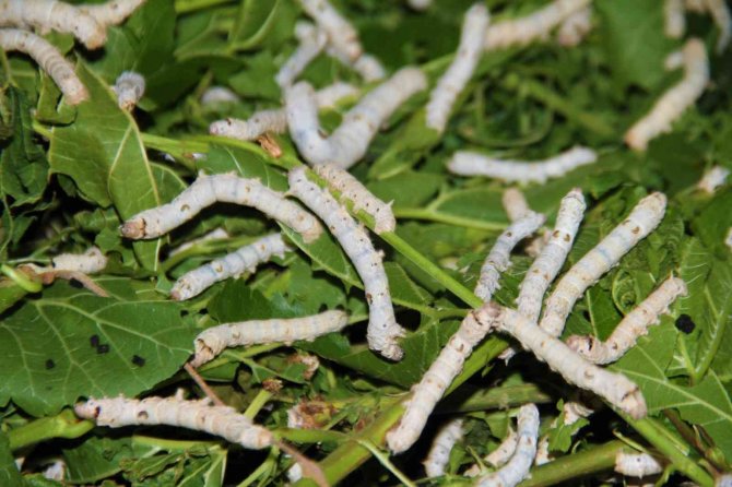 İ̇ki Kadın Arkadaş Sırt Sırta Verdi İpek Böcekçiliğine Başladı, 45 Günde 34 Bin Lira Kazanacaklar