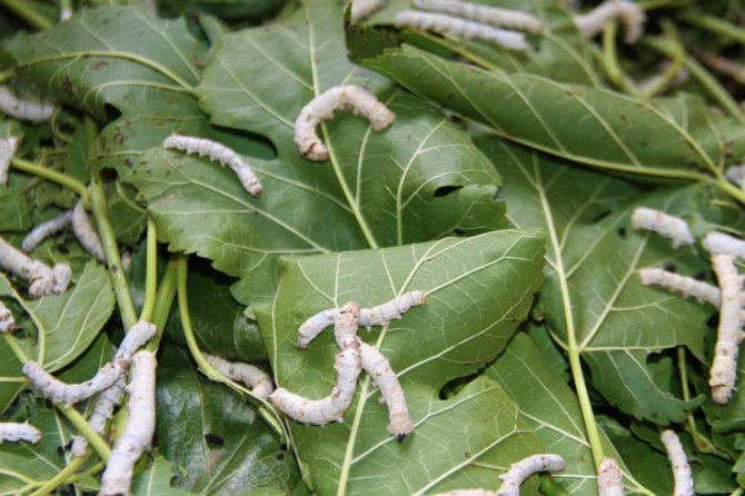 İ̇ki Kadın Arkadaş Sırt Sırta Verdi İpek Böcekçiliğine Başladı, 45 Günde 34 Bin Lira Kazanacaklar