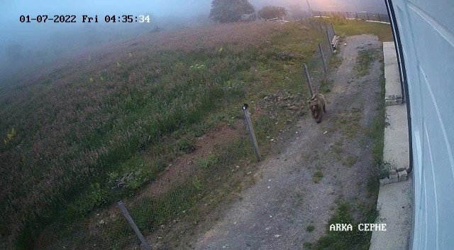 Çilek Hırsızı Ayılar Kameralara Yakalandı