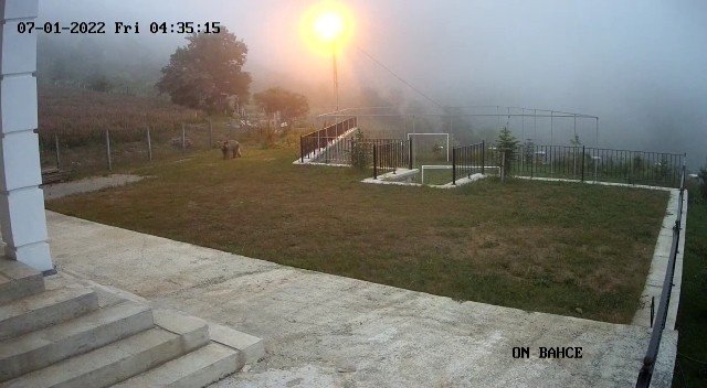 Çilek Hırsızı Ayılar Kameralara Yakalandı