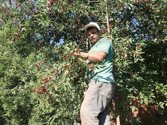 Hisarcık’ta Vişnenin Kilo Fiyatı 5 Tl