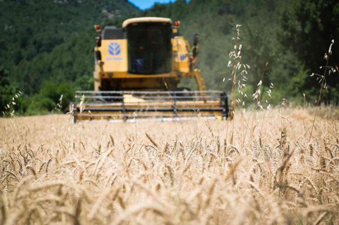 Ata Tohumunda Hasat Sevinci